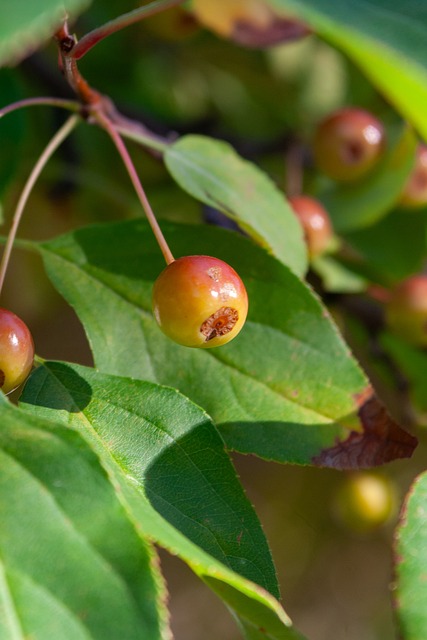 是否会拒签看世界杯的球迷？白宫官员：签证关乎国家安全